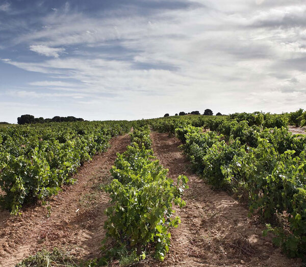 Ribera del Duero