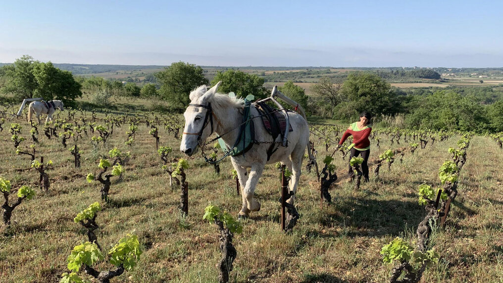 Domaine Les Aurelles