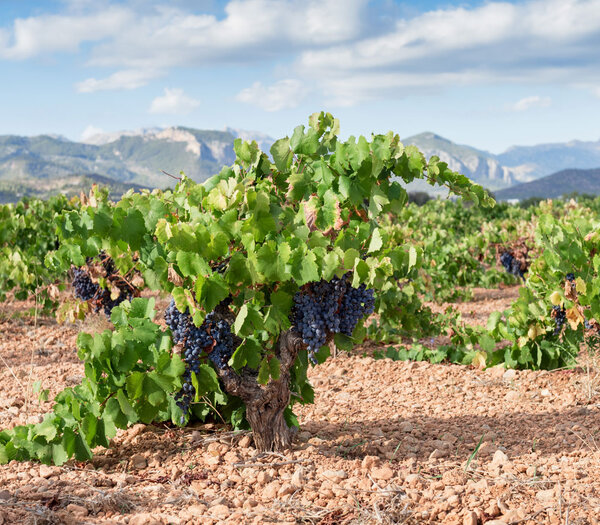 Mallorca