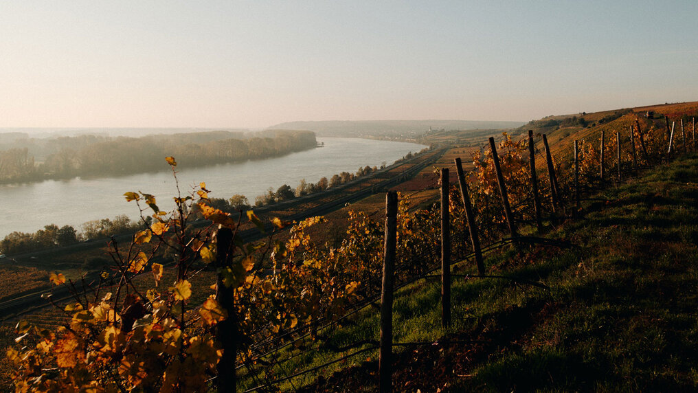 Rheinhessen