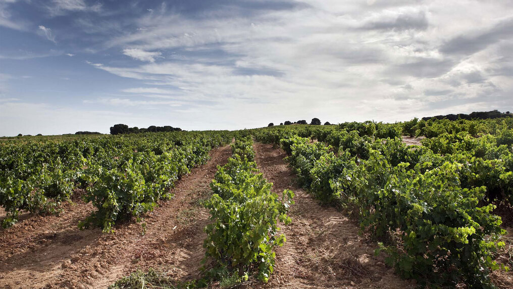 Ribera del Duero